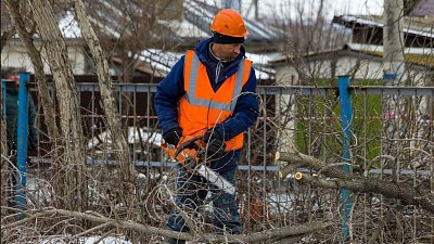 В Челябинске создали новое учреждение для ухода за деревьями