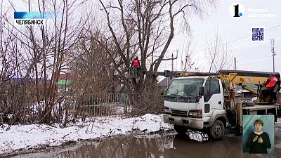 В Челябинске начали санитарную обрезку деревьев