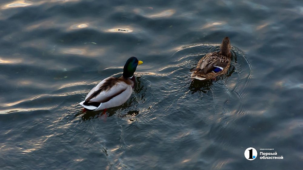 Весенний сезон охоты на пернатую дичь стартует в Челябинской области 12 апреля