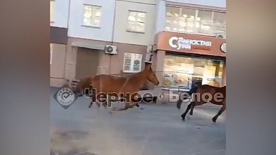 Табун лошадей в центре Магнитогорска попал на видео