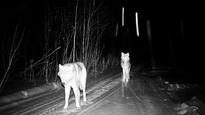 Волки попали в объектив фотоловушки в нацпарке «Зигальга»
