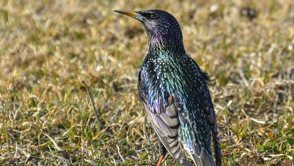 Птицы возвращаются с зимовок в Челябинскую область