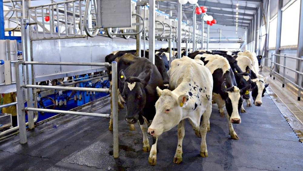 Южноуральским животноводам предлагают забрать 260 млн рублей