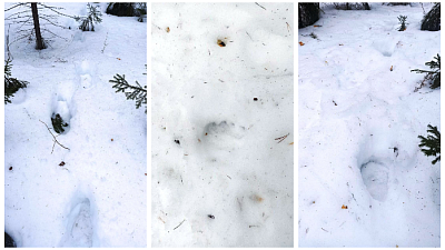 В Челябинской области проснулись медведи