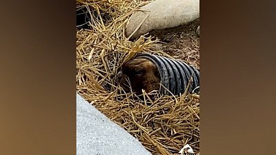 В Челябинском зоопарке проснулся сурок Филя