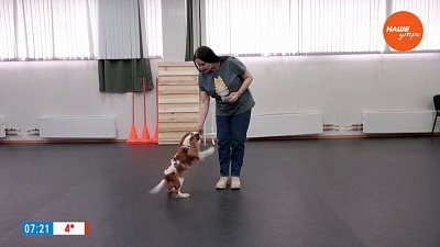 Танцы с собаками в рубрике «Усы, лапы и хвост»