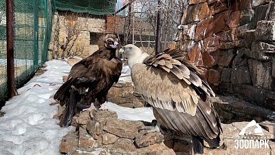 В Челябинском зоопарке хищные птицы радуются весне
