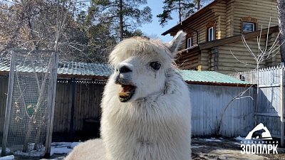 Самки альпака в Челябинском зоопарке переехали в новый вольер