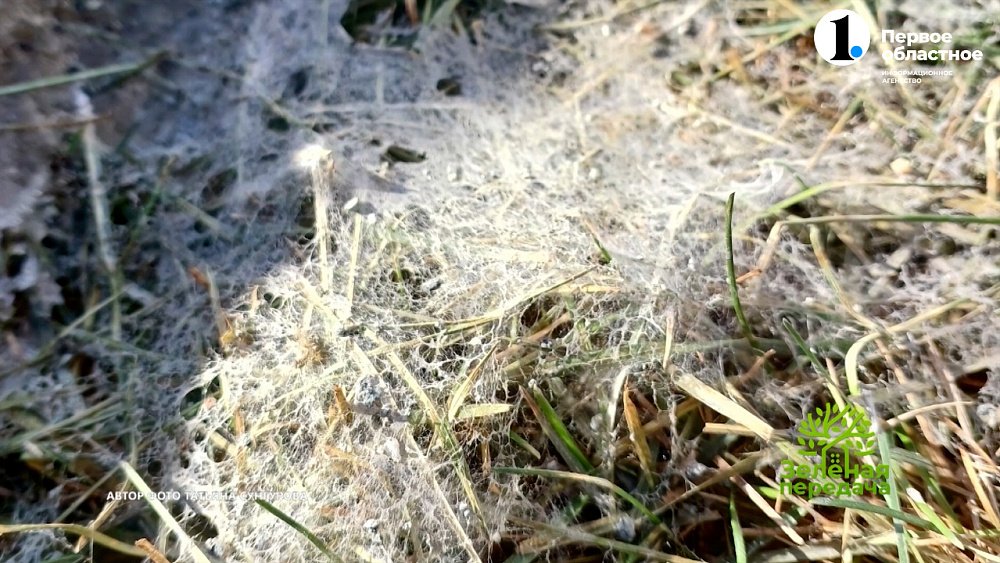 Опасное заболевание газона весной