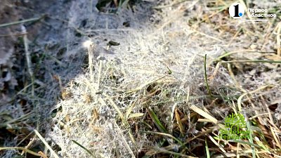 Опасное заболевание газона весной