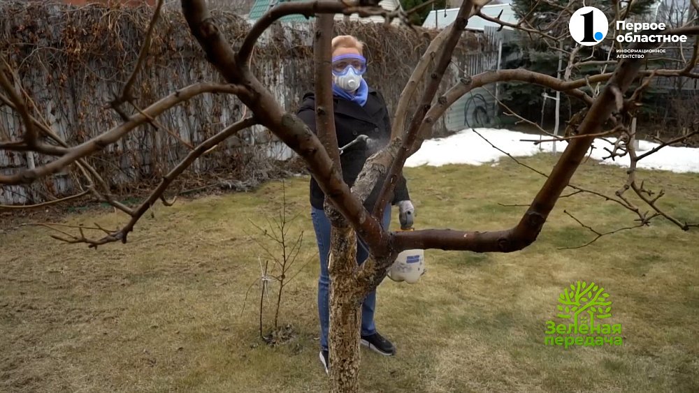 Препараты защиты сада: используем грамотно и вовремя