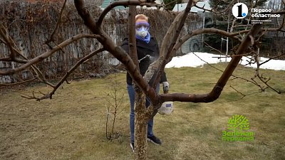 Препараты защиты сада: используем грамотно и вовремя