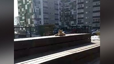 Лиса во дворе жилого дома в Челябинске попала на видео