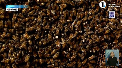 На Южном Урале «проснулись» пчелы