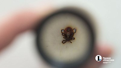 Клещи укусили двух жителей Челябинской области