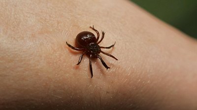 Если к телу присосался клещ