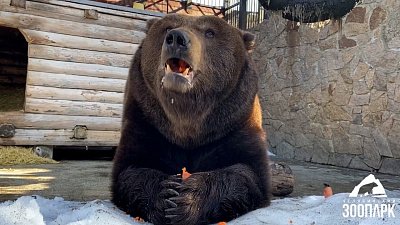 В Челябинском зоопарке питомцев угостили морковью