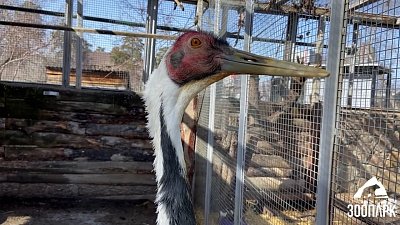 В Челябинском зоопарке даурские журавли перебрались в летний вольер
