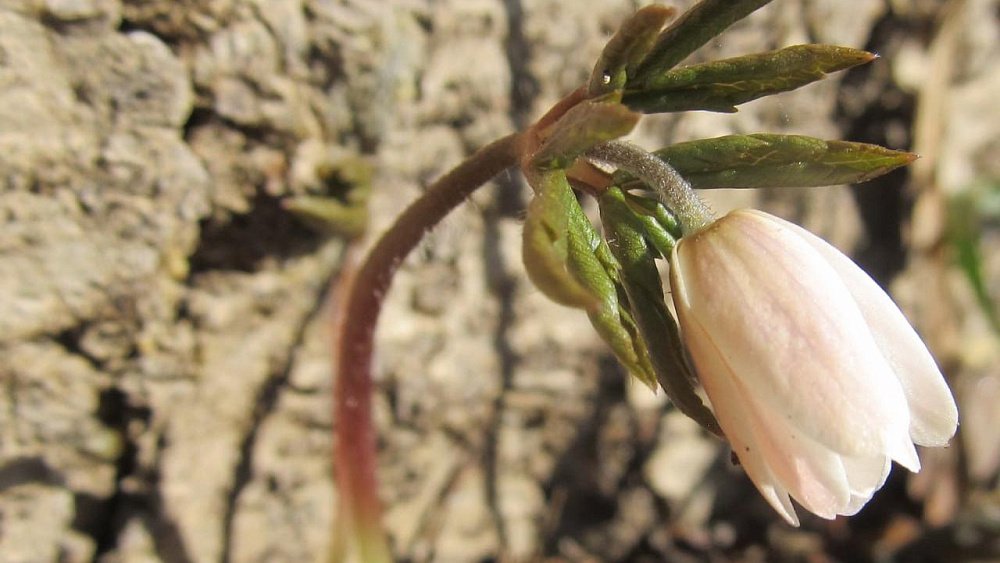 На полянах нацпарка «Таганай» появились первые подснежники