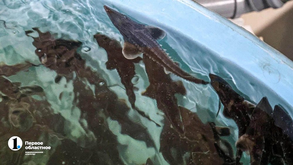 На ферме в Челябинской области вырос 15‑килограммовый осетр Петр