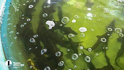 На ферме в Челябинской области вырос 15‑килограммовый осетр Петр