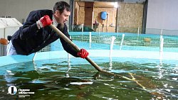 На ферме в Челябинской области вырос 15‑килограммовый осетр Петр