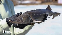 На ферме в Челябинской области вырос 15‑килограммовый осетр Петр