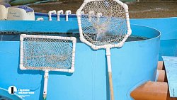 На ферме в Челябинской области вырос 15‑килограммовый осетр Петр