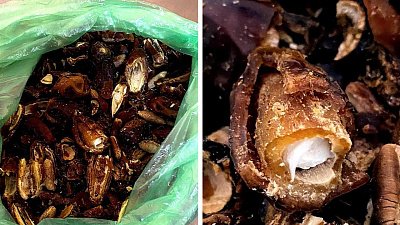 Челябинка привезла сыну в колонию наркотики в сухофруктах