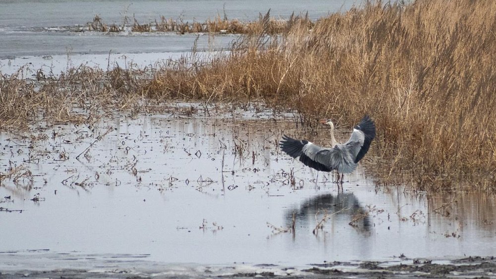В Челябинскую область прилетели первые цапли