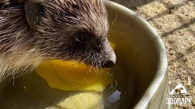 В Челябинском зоопарке рассказали об отменном аппетите ежихи