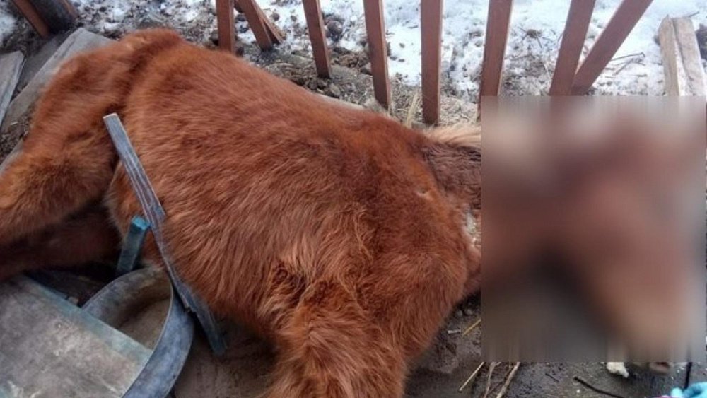 Россельхознадзор проверил условия содержания лошадей в Тюлюке после жалоб жителей