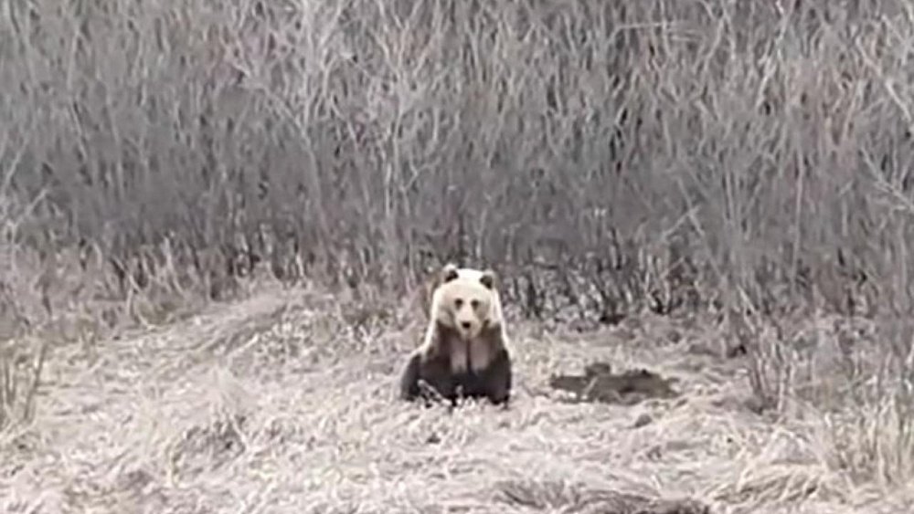 В Кизильском районе ловят медведя, которого прикормили автомобилисты