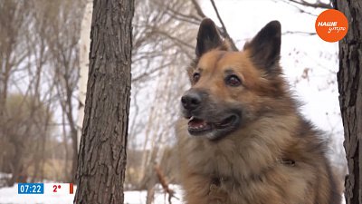 Зооблог в рубрике «Усы, лапы и хвост»