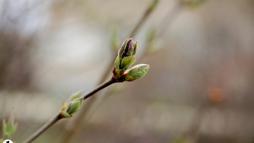 В Челябинской области потеплеет до +15
