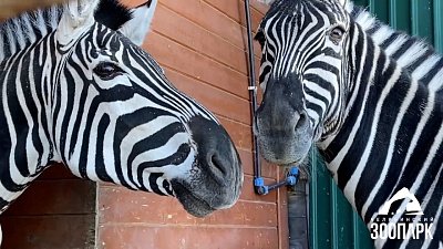 В Челябинском зоопарке показали флиртующих зебр