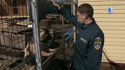 Сотрудники МЧС города Миасса помогают бездомным животным