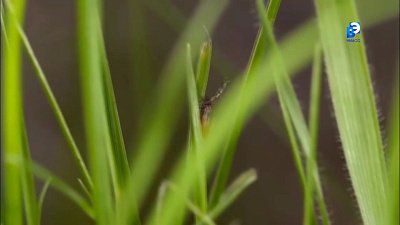 На Южном Урале проснулись клещи