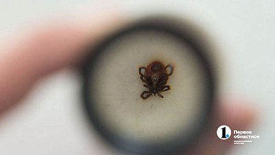 В Челябинской области резко выросло число пострадавших от укусов клещей