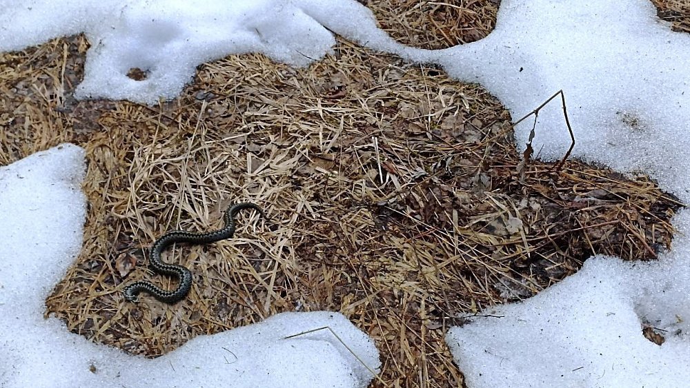 В нацпарке Челябинской области проснулись гадюки