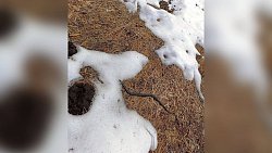 В нацпарке Челябинской области проснулись гадюки