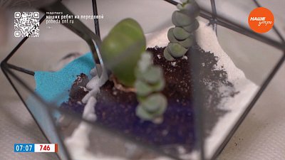 Флорариумы дома ― в рубрике «Уютное решение»