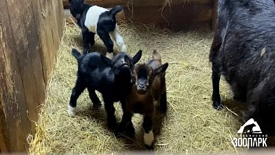 В Челябинском зоопарке родились три козленка