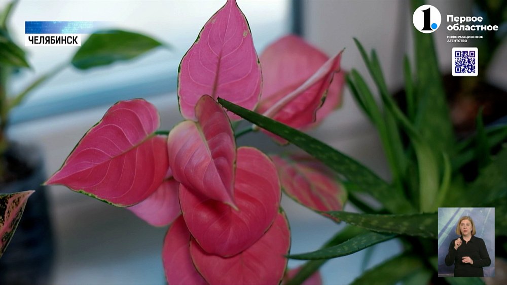 Среди челябинцев вырос спрос на комнатные растения