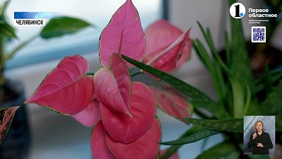 Среди челябинцев вырос спрос на комнатные растения