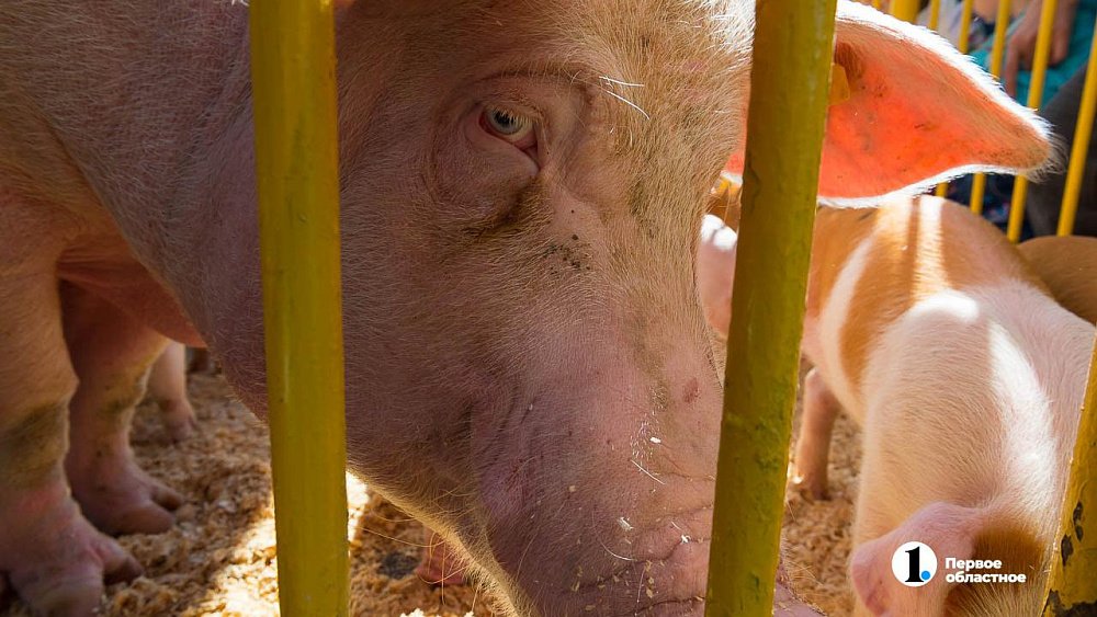 В Нагайбакском районе затянулась ликвидация очага африканской чумы свиней