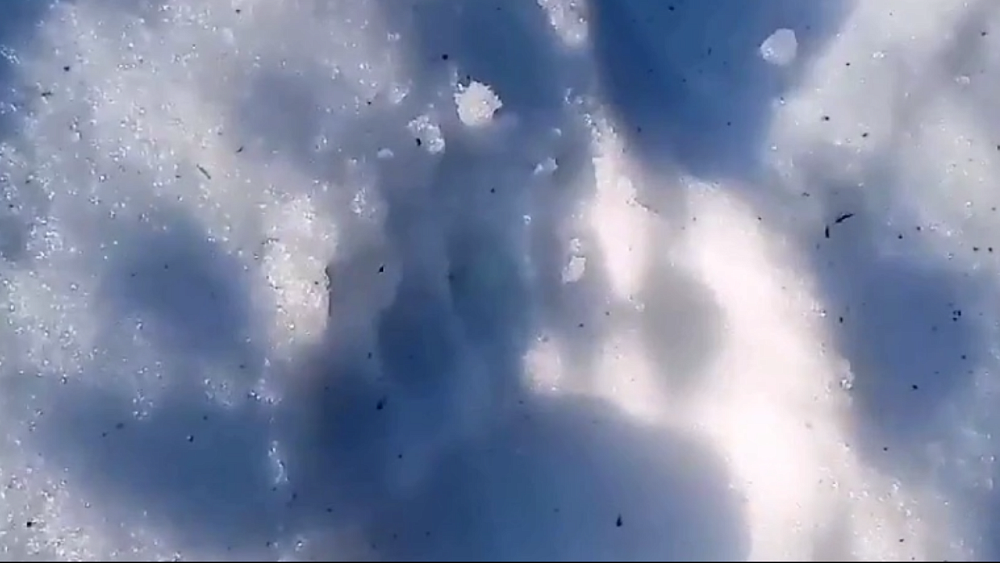 На Таганае обнаружены медвежьи следы