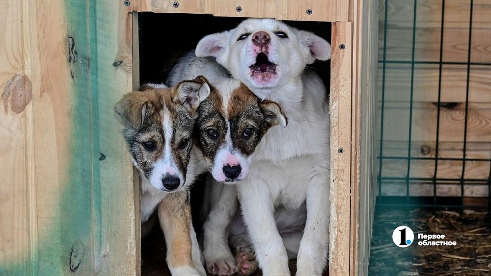 Государственный приют «Остров надежды» раздает под Челябинском бездомных собак