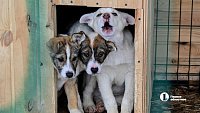 Государственный приют «Остров надежды» раздает под Челябинском бездомных собак