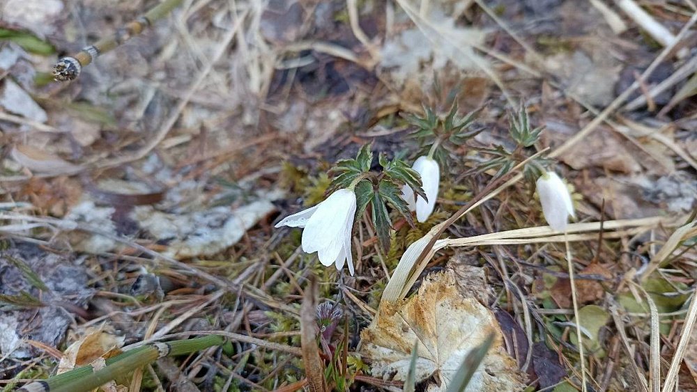 В нацпарке «Зигальга» распустились подснежники